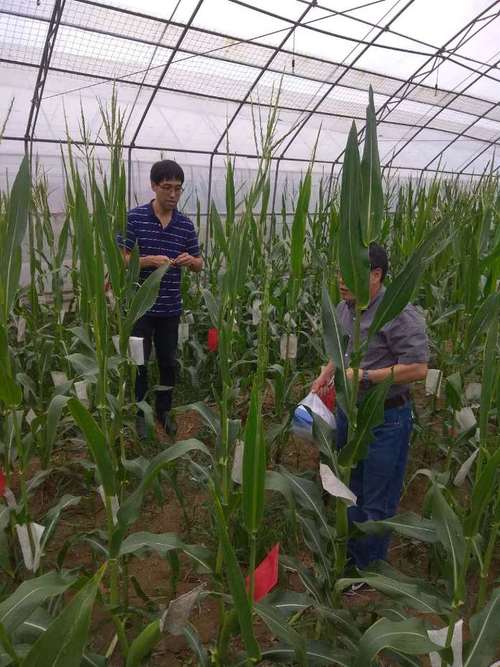 农业农村部科技发展中心副主任叶纪明来陕调研指导农业转基因试验监管