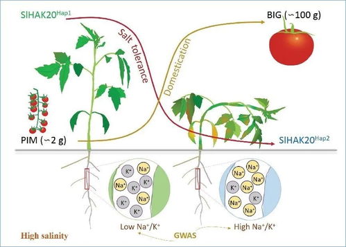 科研进展 基因组所合作找回番茄驯化时丢失的耐盐基因