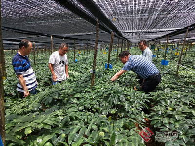 云南省药用植物生物学重点实验室为中药材产业发展提供技术支撑