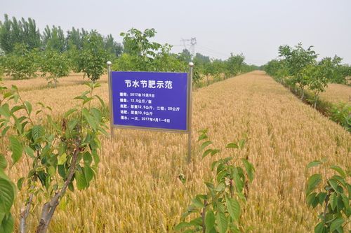 农业资源研究中心召开小麦新品种科农2011现场观摩会