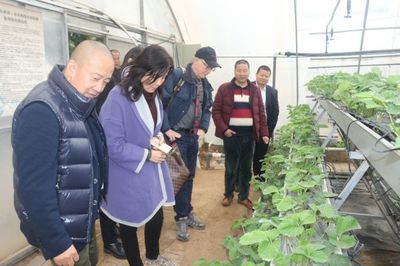 荷兰生物技术西北首秀 引领现代农业发展方向