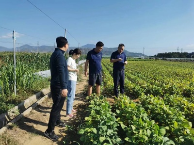 北大荒集团育种培“芯”打好种业“翻身仗”