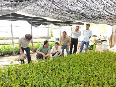 钦州市科技局助力城乡融合试验区农业产业发展