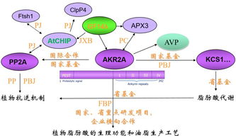 喜讯 省农科院蚕桑研究所特种木本植物研究团队在脂肪酸代谢和油脂合成调控机制方面取得重要研究进展